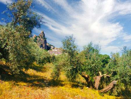 Olive trees in the south of Spain in the summer timeの写真素材