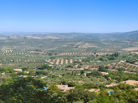 Olive trees in the south of Spain in the summer timeの写真素材