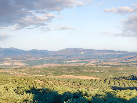 Olive trees in the south of Spain in the summer timeの写真素材