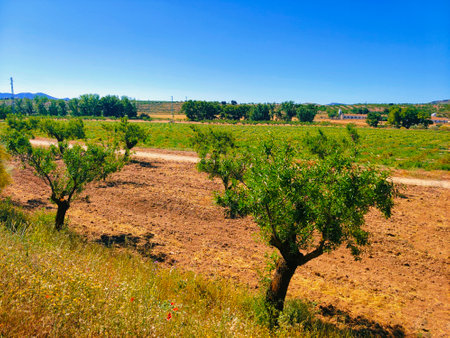 Olive trees in the south of Spain in the summer timeの写真素材