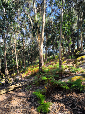 Landscape in Galicia in the north of Spain in a sunny day. Its a celtic pathの写真素材