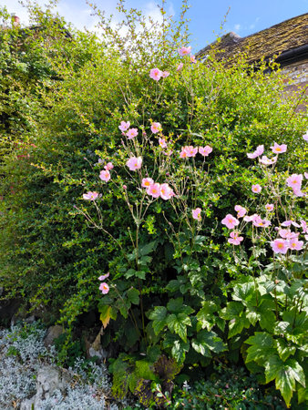 Garden with flowers in the south of England in a cloudy dayの写真素材
