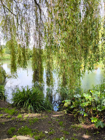 Lake in glastonbury in the south of England in a cloudy dayの写真素材