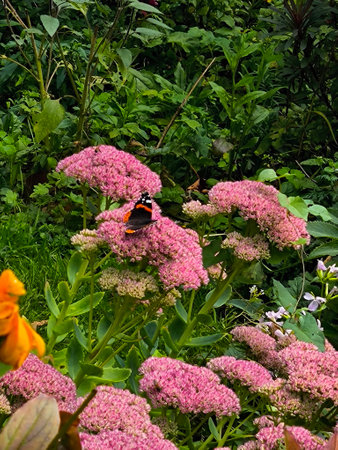 Garden with flowers in Glastonbury in the south of England in a cloudy day