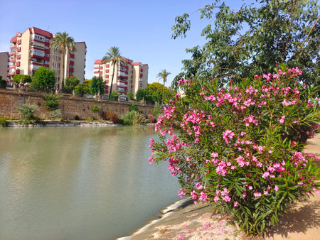Flowers near the river in Murcia city near the river in a sunny dayの写真素材