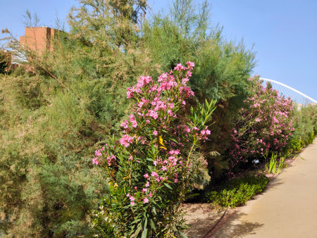 Flowers near the river in Murcia city near the river in a sunny dayの写真素材