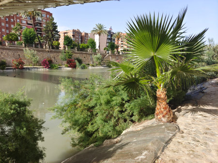 Flowers near the river in Murcia city near the river in a sunny dayの写真素材