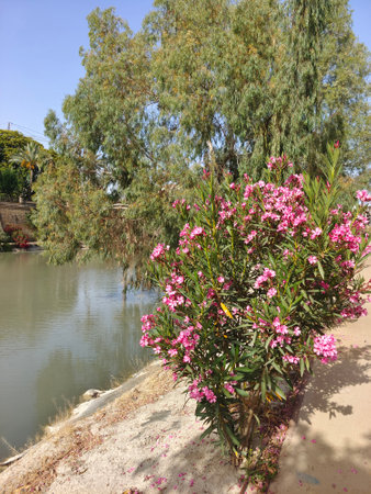 Flowers near the river in Murcia city near the river in a sunny dayの写真素材