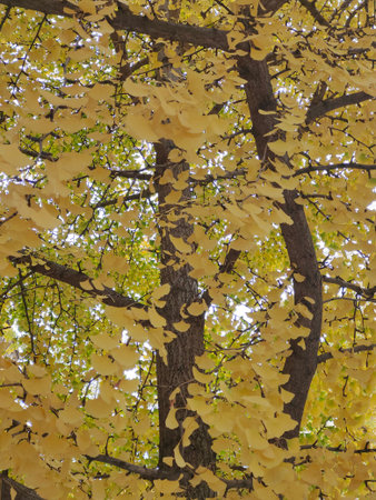 Tree branch with autumn leaves
