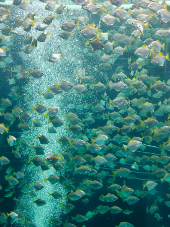 Fish under the water in the atlantic ocean