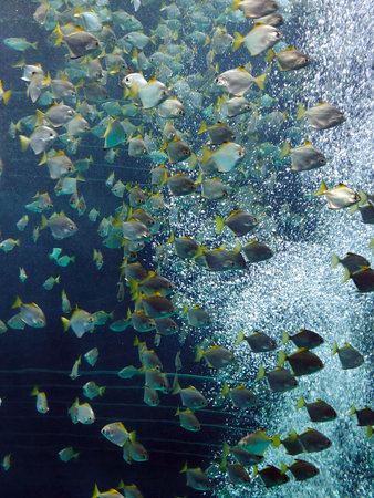 Fishs under the water in the atlantic ocean