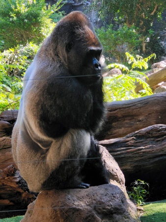 Gorilla in nature on a sunny day