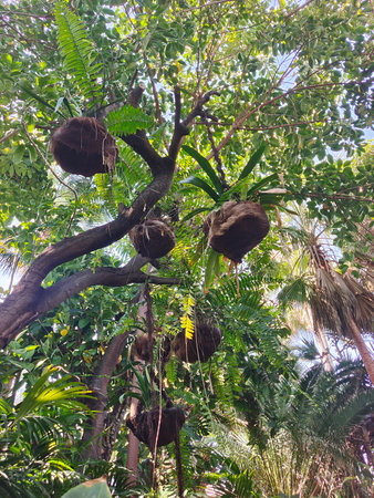 Tropical garden in the north of Canary island in a cloudy dayの写真素材