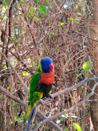 Bird in tropical garden in a sunny day