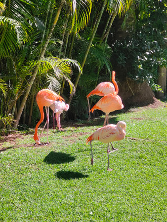 Pelicans in the nature in a sunny dayの写真素材