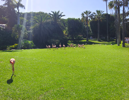 Pelicans in the nature in a sunny dayの写真素材