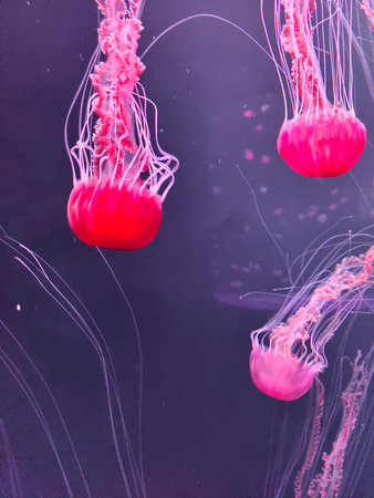 Jellyfish under the sea surrounded by nature