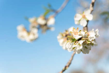 Almendro en flor, Mallorca, Baleares