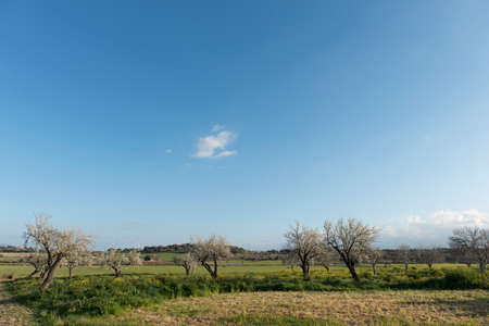 Almendro en flor, Mallorca, Balearesの写真素材