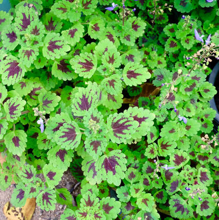 Small Leaves Plantsの写真素材