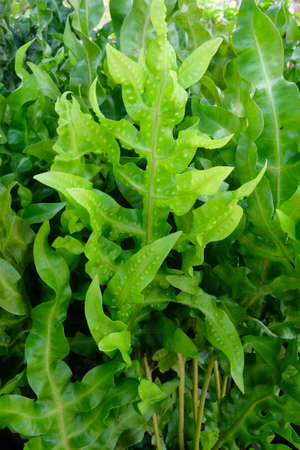 Small Leaves Plantsの写真素材