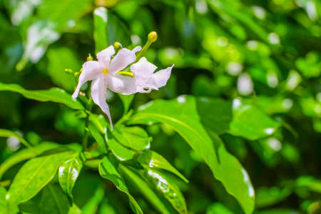 White flower in front of green backgroundの写真素材