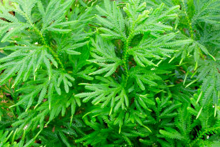 Small Leaves Plantsの写真素材