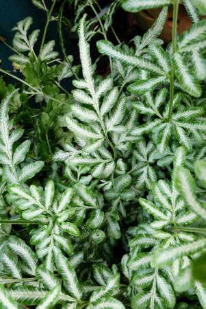 Small Leaves Plantsの写真素材