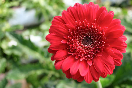 Red Gerbera Daisy on the green backgroundの写真素材