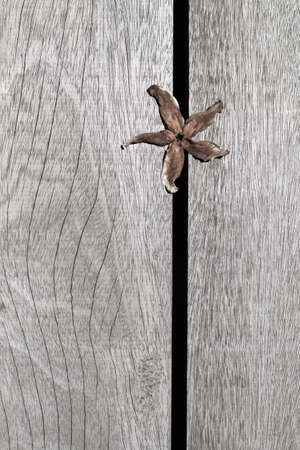 Dry flower on old wood background with copy spaceの写真素材