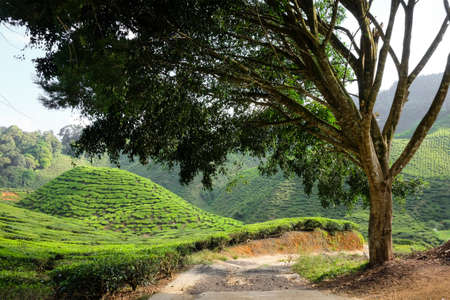 A tree and tea plantation on the mountain in the background - Cameron Highlands, Malaysiaの写真素材