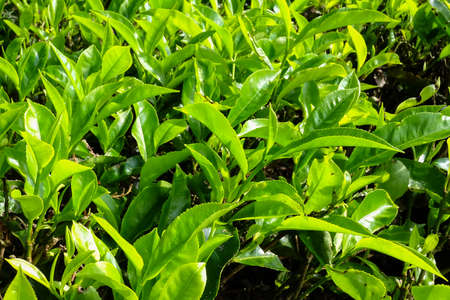 Tea Leaves in the Tea Plantation - Cameron Highlands, Malaysiaの写真素材