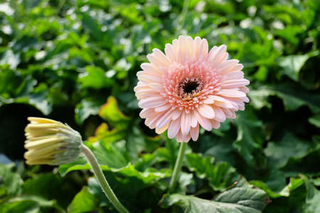 Budding vs Blooming White Gerbera Daisy on the green backgroundの写真素材
