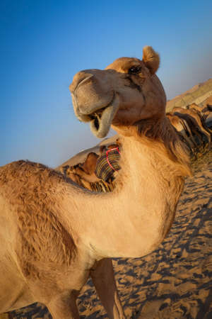 Head of a camel on a background of blue skyの写真素材