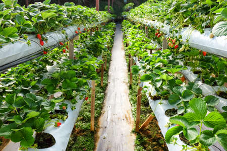 Inside indoor strawberry farmの写真素材