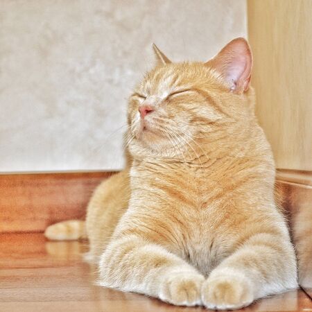 The plush ginger cat lies on the wooden floore. Place for text. Portrait of a peach cat of British breed.の写真素材