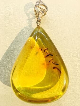 transparent Baltic amber pendant with prehistoric insects inside. Hello from the past.の写真素材
