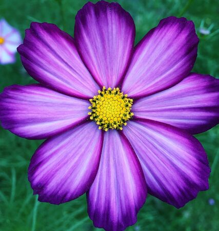 Garden cosmea flower close-up. Background for tablet and smartphone screenの写真素材