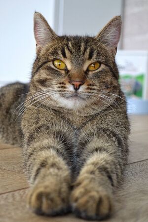 Portrait of a gray striped domestic cat, which lies on the floor and stretches its paws towards the camera. A close up of a cat. High quality photoの写真素材