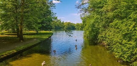 Ducks on a pond in the park in sunny summer weather. Blue skies and large green trees are reflected...