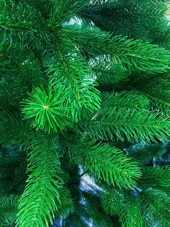Vertical photo of green spruce branches close-up.の写真素材