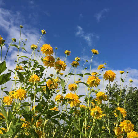 Yellow flowers on a background of blue sky and white clouds.