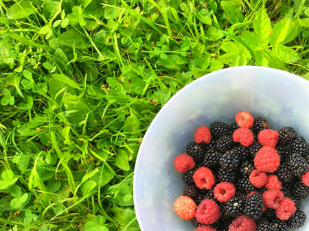 Plate with ripe raspberries and blackberries on a juicy green grass.