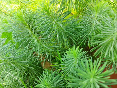 Herringbone fluffy grass. A green plant.