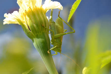 Green locust sits on a flower.