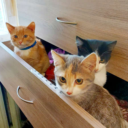 A cat sitting on a tableの写真素材