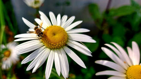Blooming chamomile close up. A fly sits on a flower.