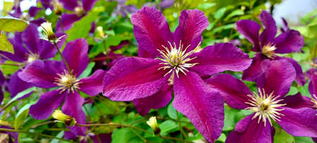 Large lilac and violet flowers.の写真素材
