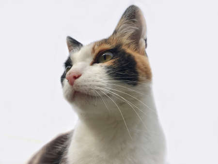 portrait of a tricolor cat close-upの写真素材