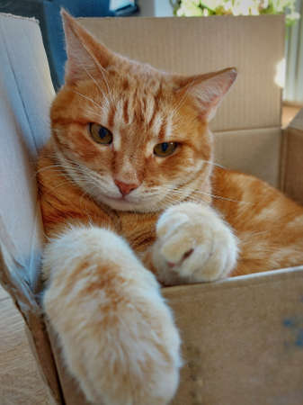 A ginger tabby adult cat sits in a cardboard boxの写真素材